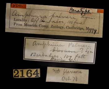 Media type: image;   Invertebrate Zoology OPH-1339 Description: Original handwritten specimen labels;  Aspect: labels